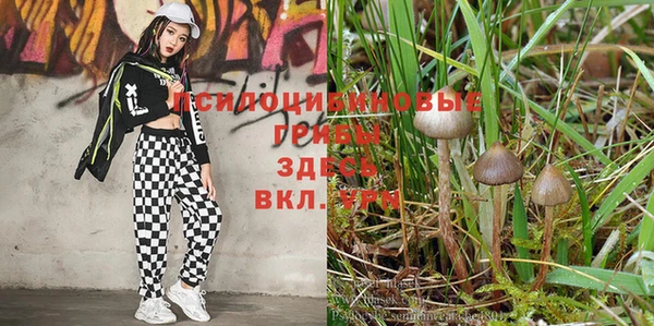 PSILOCYBIN Дмитриев